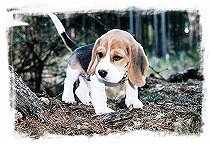 beagle, bígl