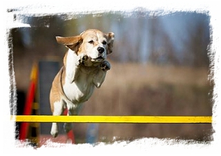 beagle agility