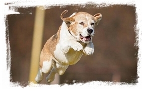 beagle agility