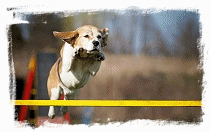 beagle aktivity agility
