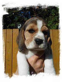 beagle, bgl - tn