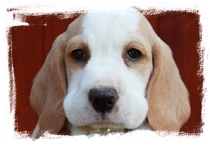 beagle, bgl - tn